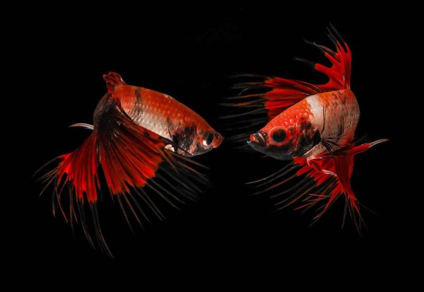 How Are Digital Twins Being Used to Enhance Building Information Modeling (BIM)?